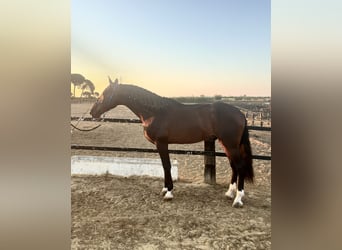 PRE, Stallion, 4 years, 17,1 hh, Bay-Dark