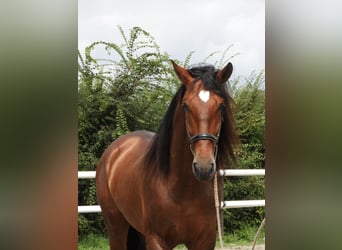 PRE Mix, Hengst, 4 Jahre, 17,1 hh, Brauner