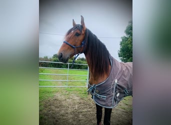 PRE Mix, Hengst, 4 Jahre, 17,1 hh, Brauner