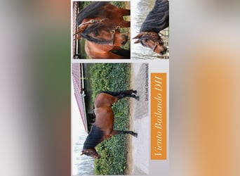 PRE Mix, Stallion, 4 years, 17 hh, Bay-Dark