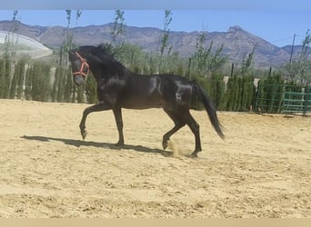 PRE, Stallion, 4 years, 17 hh, Black