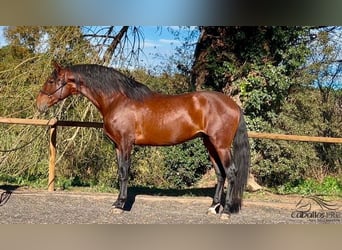 PRE, Stallion, 4 years, 17 hh, Brown