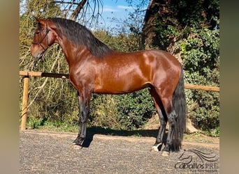 PRE, Stallion, 4 years, 17 hh, Brown