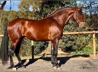 PRE, Stallion, 4 years, 17 hh, Brown