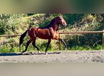 PRE, Stallion, 4 years, 17 hh, Brown