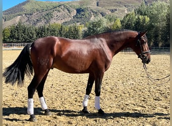 PRE, Stallion, 4 years, 17 hh, Brown