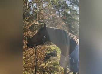 PRE, Stallion, 4 years, 17 hh, Brown