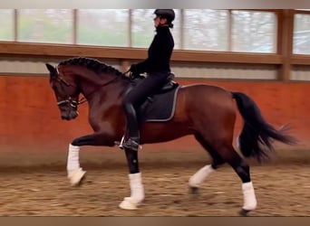 PRE, Stallion, 4 years, 17 hh, Brown