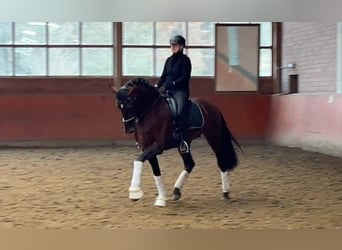 PRE Mix, Stallion, 4 years, 17 hh, Brown