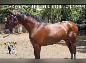 PRE Mix, Stallion, 4 years, 17 hh, Brown