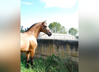 PRE Mix, Stallion, 4 years, 17 hh, Buckskin