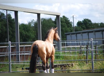 PRE Mix, Stallion, 4 years, 17 hh, Buckskin