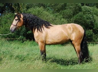 PRE Mix, Stallion, 4 years, 17 hh, Buckskin