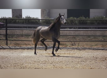 PRE Mix, Stallion, 4 years, 17 hh, Gray