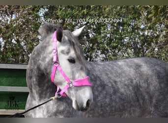 PRE Mix, Stallion, 4 years, 17 hh, Grey-Dapple