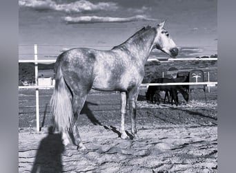 PRE, Stallion, 4 years, 17,1 hh, Grey