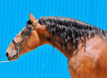 PRE Mix, Stallion, 4 years, 17,2 hh, Brown