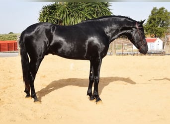 PRE Mix, Stallion, 4 years, Black