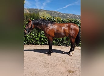 PRE, Stallion, 4 years, Brown