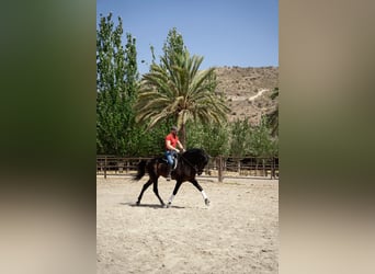 PRE, Stallion, 4 years, Brown