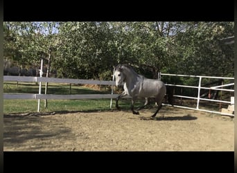 PRE, Stallion, 4 years, Gray