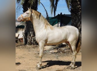 PRE, Stallion, 4 years, Perlino