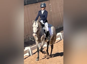 PRE Mix, Stallion, 5 years, 13.3 hh, Grey-Dapple
