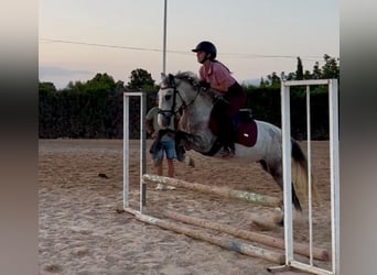 PRE Mix, Stallion, 5 years, 13,3 hh, Grey-Dapple