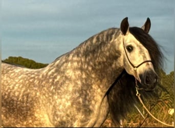 PRE Mix, Stallion, 5 years, 14,2 hh, Grey-Dapple