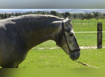 PRE Mix, Stallion, 5 years, 15.1 hh, Gray