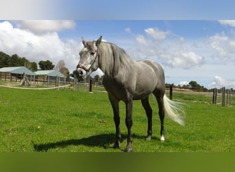PRE Mix, Stallion, 5 years, 15.1 hh, Gray
