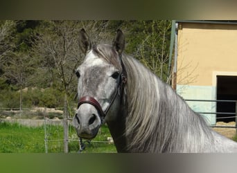 PRE Mix, Stallion, 5 years, 15.1 hh, Gray
