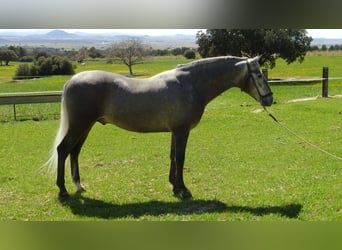 PRE Mix, Stallion, 5 years, 15.1 hh, Gray