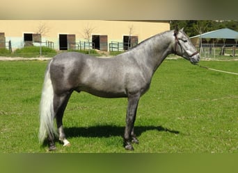 PRE Mix, Stallion, 5 years, 15.1 hh, Gray