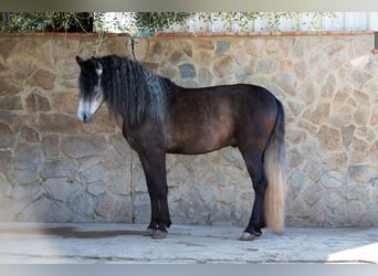 PRE, Stallion, 5 years, 15.1 hh, Grey