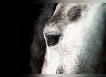 PRE, Stallion, 5 years, 15.1 hh, Grey