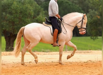 PRE Mix, Stallion, 5 years, 15.1 hh, Perlino