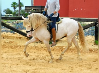PRE Mix, Stallion, 5 years, 15.1 hh, Perlino