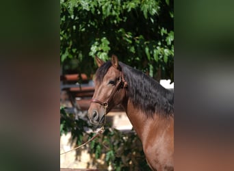 PRE Mix, Stallion, 5 years, 15,2 hh, Bay