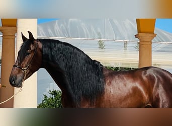 PRE Mix, Stallion, 5 years, 15,2 hh, Bay-Dark