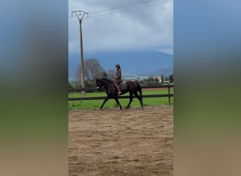 PRE Mix, Stallion, 5 years, 15.2 hh, Black