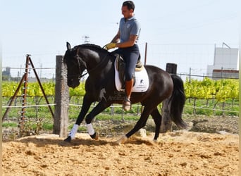 PRE, Stallion, 5 years, 15.2 hh, Black