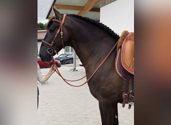 PRE, Stallion, 5 years, 15,2 hh, Black