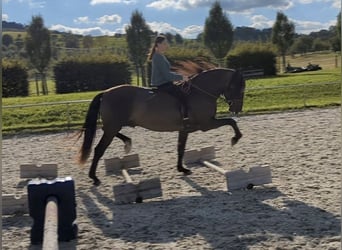 PRE, Stallion, 5 years, 15,2 hh, Black