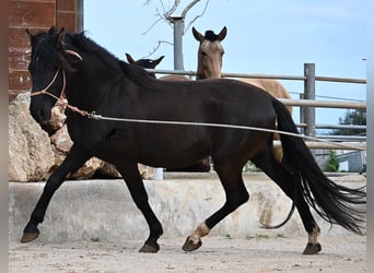PRE Mix, Stallion, 5 years, 15.2 hh, Black