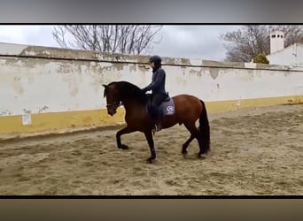 PRE, Stallion, 5 years, 15.2 hh, Brown