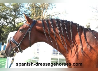 PRE Mix, Stallion, 5 years, 15,2 hh, Brown