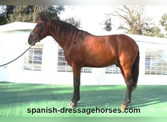 PRE Mix, Stallion, 5 years, 15,2 hh, Brown