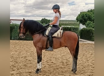 PRE Mix, Stallion, 5 years, 15.2 hh, Brown