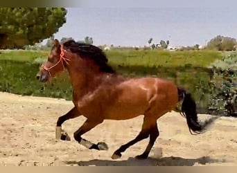 PRE Mix, Stallion, 5 years, 15.2 hh, Brown